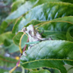 Meet your Posher, Philip